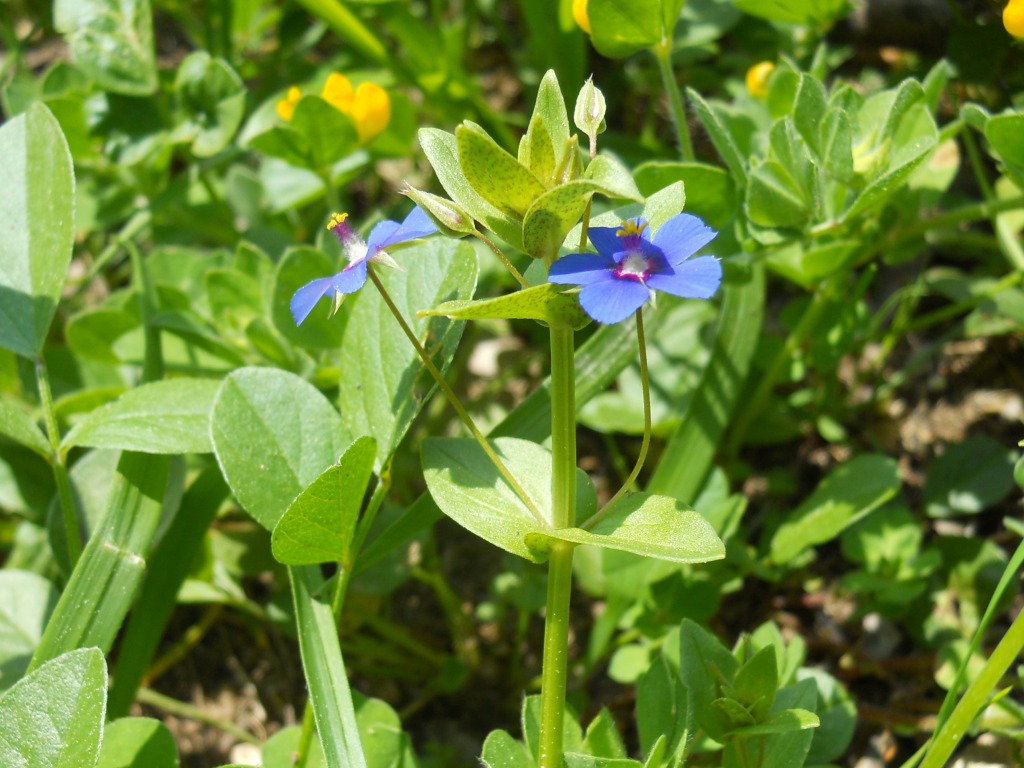 Lysimachia (=Anagallis) arvensis